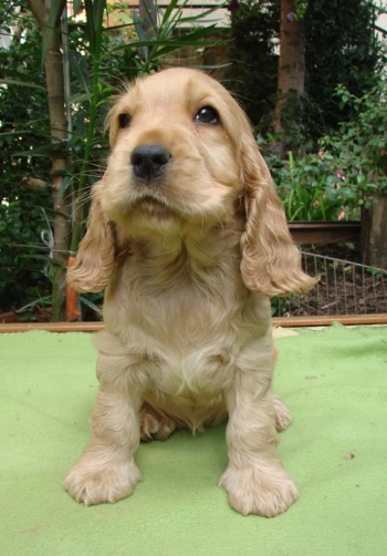 Cora