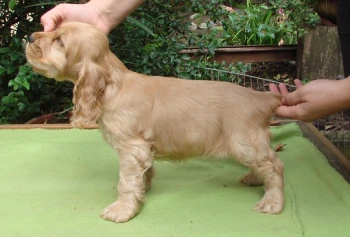 Cora