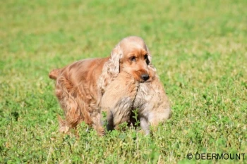 Cedra Deermount