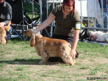 Cedra Deermount