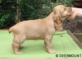 Cedra Deermount