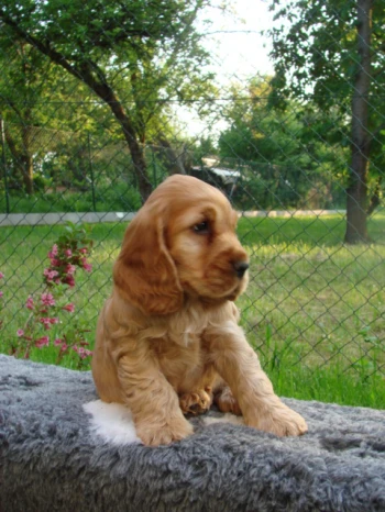 Don