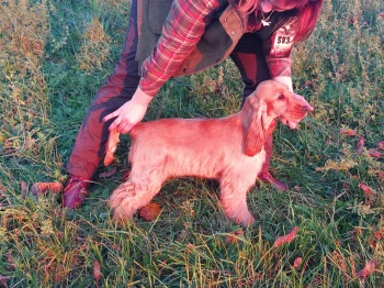 Ira Deermount